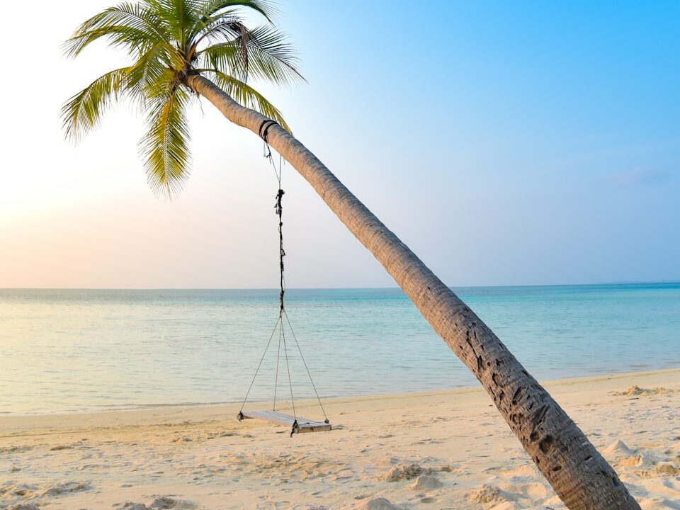 swing hang on coconut tree near seashore